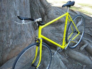 Fixed-gear bike by tree